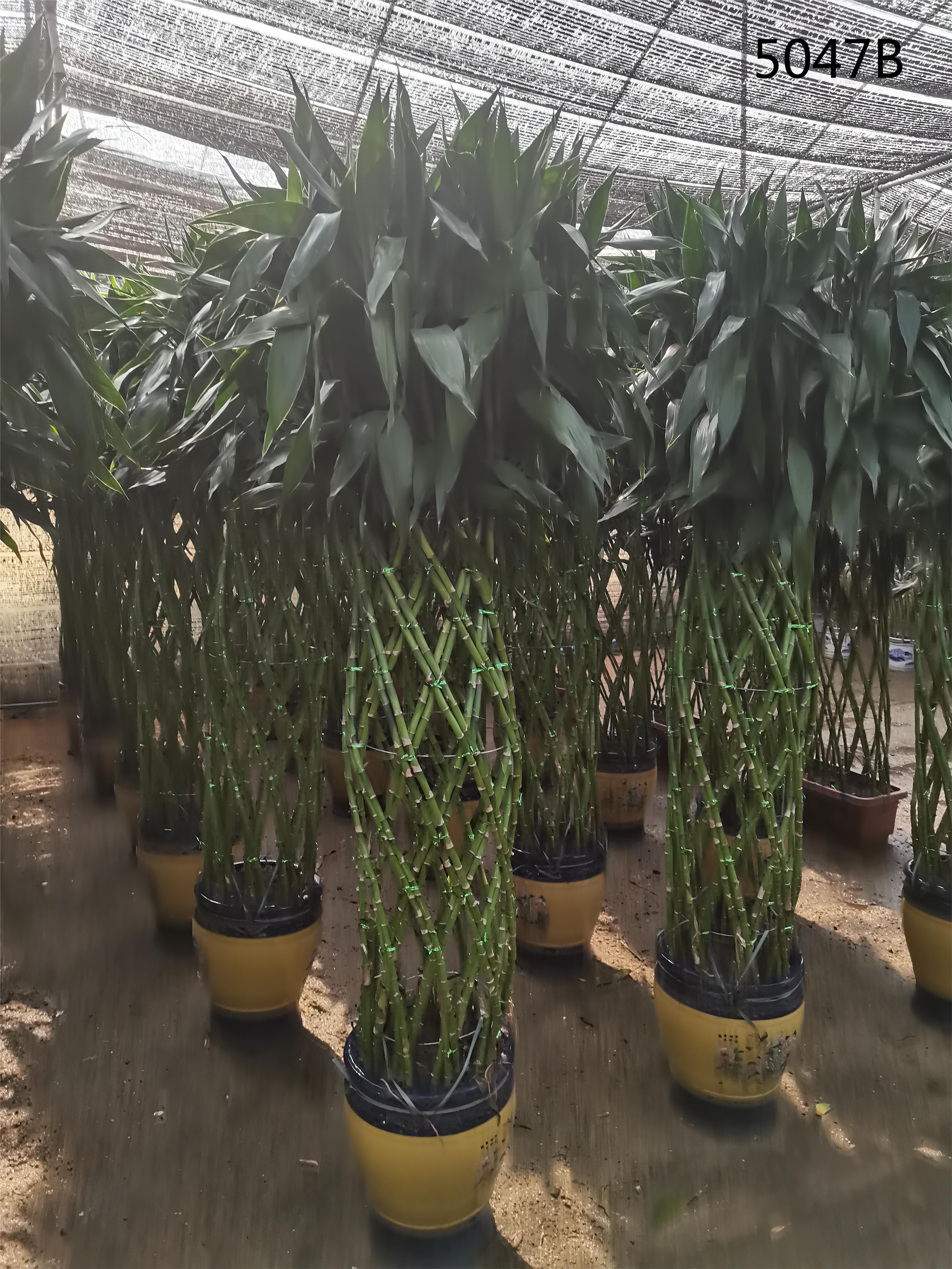 lucky bamboo braided cage indoor plants dracaena sanderiana - Manufacturers  and Suppliers | Nohen