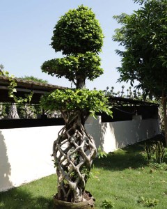 Ficus Cage Microcarpa Bonsai with s shape for Decorative plants in nursery landscape