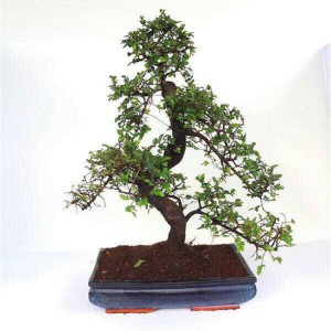 pepper Zanthoxyllum Piperitum mini bonsai 15cm S shape bonsai trees live plant indoor plant