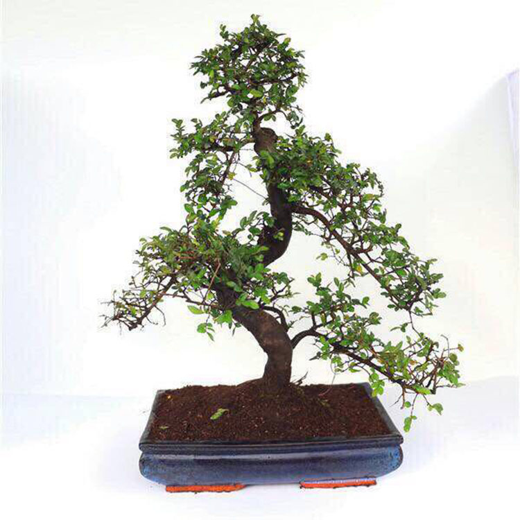 Pipirai Zanthoxyllum Piperitum mini bonsai 15 cm S formos bonsai medeliai  gyvas augalas kambarinis augalas - Gamintojai ir tiekjai | Nohen