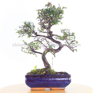 ZELKOVA PARVIFOLIA ulmus Elm mini bonsai 15cm S shape bonsai trees live plant indoor plant