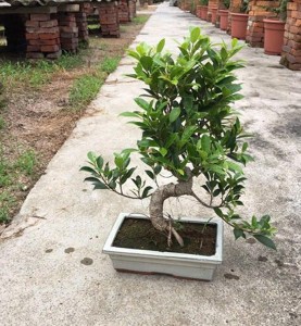 PORTULACARIA AFRA CRASSULA mini bonsai 15cm S shape bonsai trees live plant indoor plant