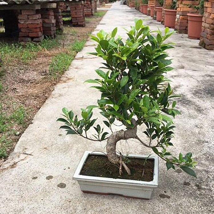 bonsai zz plant Buy Jade Bonsai main image 0