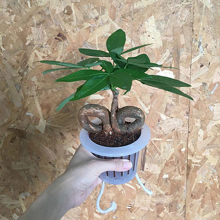 China Hot Sale Money Tree Pachira macrocarpa Mini Pachira Bonsai -  Manufacturers and Suppliers | Nohen