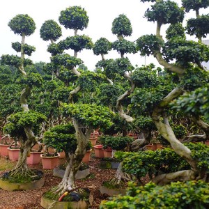 S Shaped Live Ficus Bonsai Tree