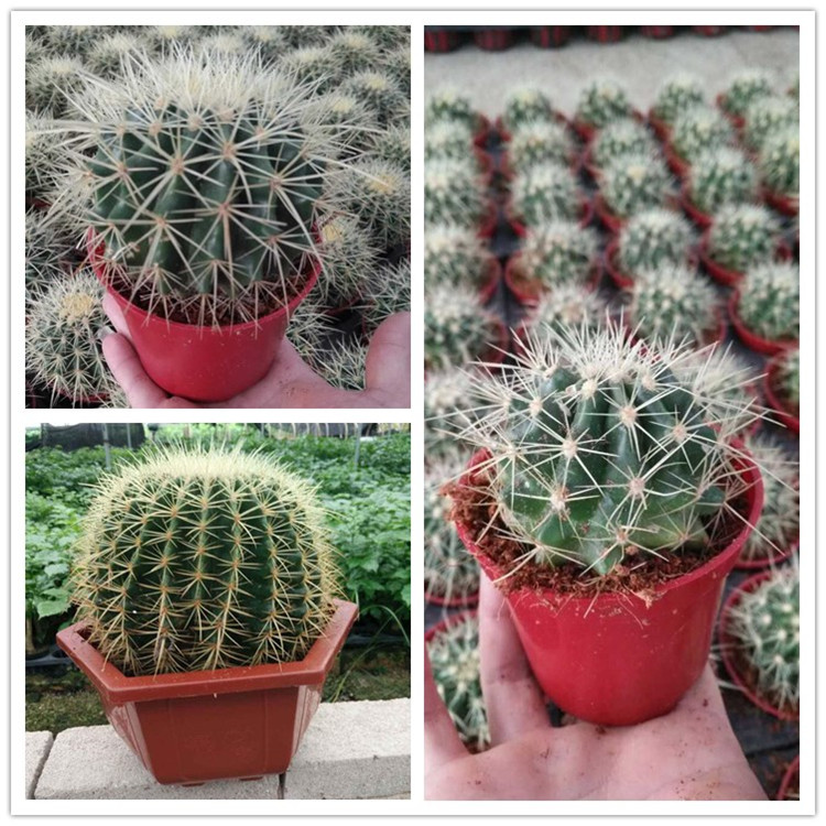 cactus (2)