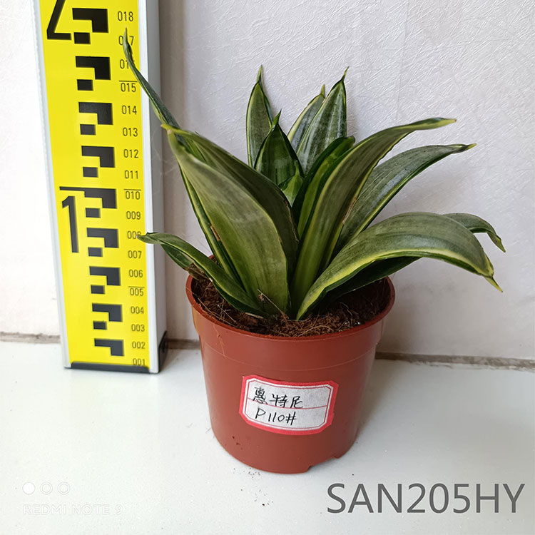 Small Size Sansevieria Whitney Mini Bonsai With Good Quality -  Manufacturers and Suppliers | Nohen