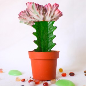 Grated Mini Colorful Cactus