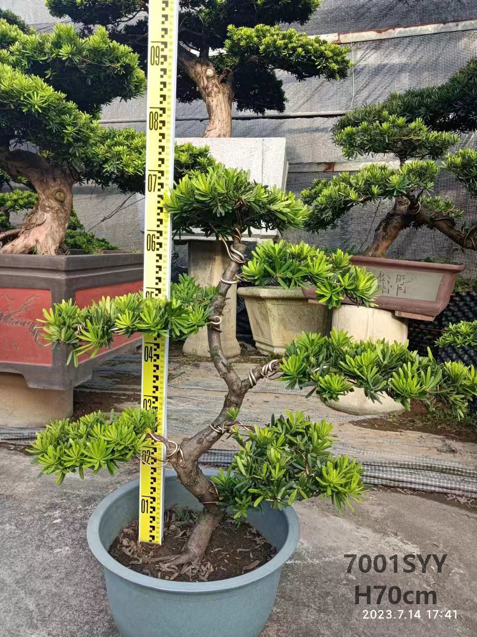 lampe bonsai Érable Éclairé - Lampe Bonsaï LED Décorative main image 1