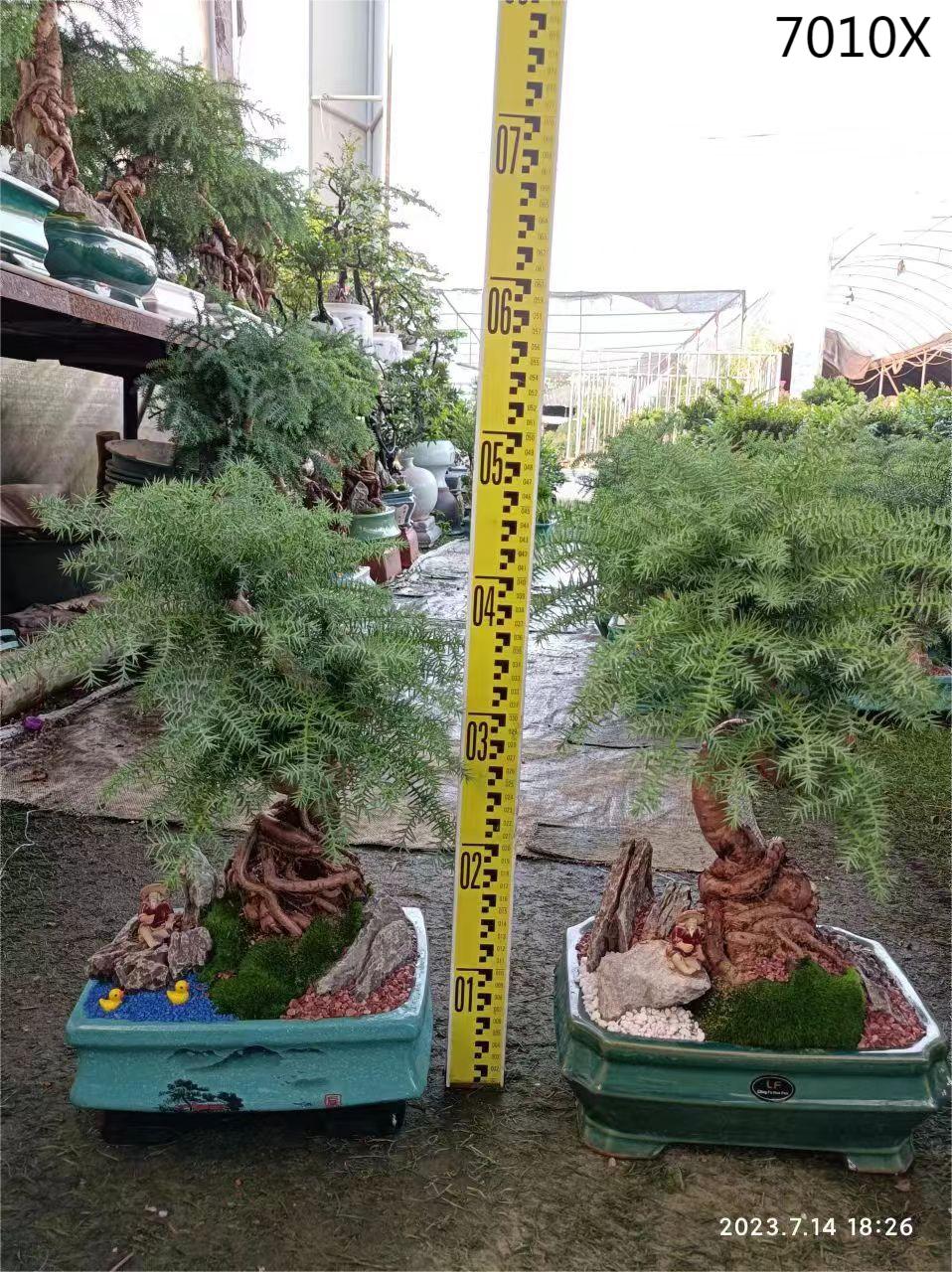 how to grow bonsai tree from seed Grow Your Own Bonsai Starter Kit – Grow Buddha