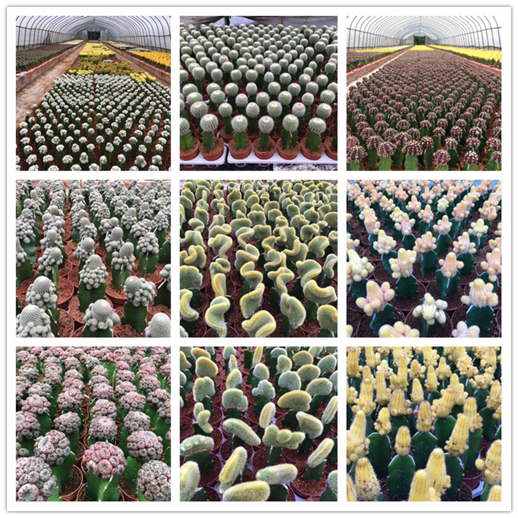 i-cactus nursery1