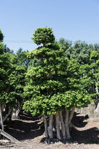 Ficus Microcarpa Bonsai tree of outdoor plants for landscaping