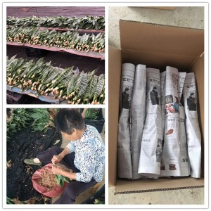 sansevieria packing