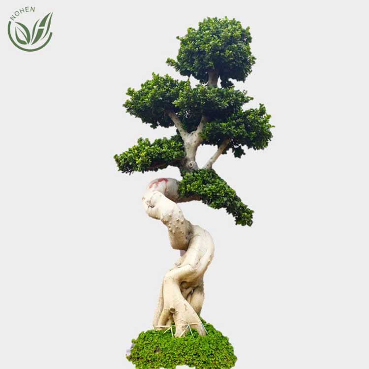 strange root shape ficus bonsai tree of outdoor plants for nursery garden landscape Featured Image