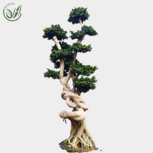 2.5-2.8M strange shape ficus bonsai of Foliage live plants for outdoor plants nursery garden