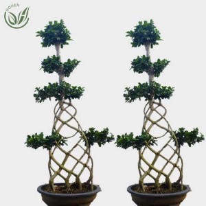1.5M China Ficus Microcarpa net shape Bonsai of Outdoor Indoor plants Ornamental Foliage for nursery