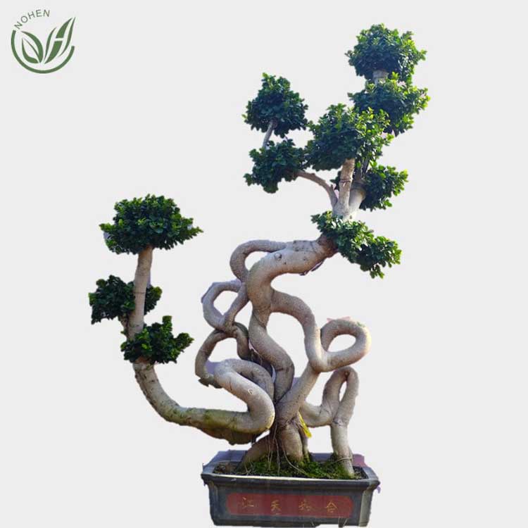 Strange root ficus bonsai tree of outdoor plants for nursery garden landscape Featured Image