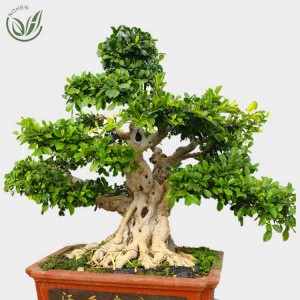 other shape , Big Size Bonsai Ficus Microcarpa Tree, Live Plants, Outdoor Indoor, Ornamental Foliage,wholesale, nursery