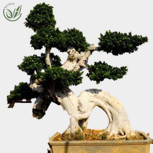 2-2.5M strange dragon shape ficus bonsai tree of outdoor plants for nursery garden landscape