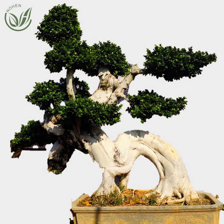 2-2.5M strange dragon shape ficus bonsai tree of outdoor plants for nursery garden landscape Featured Image