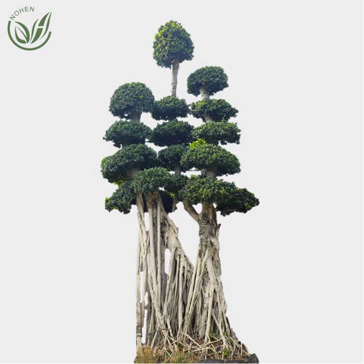Big Size Bonsai Ficus Microcarpa Tree, Live Plants, Outdoor Indoor, Ornamental Foliage,wholesale, nursery Featured Image
