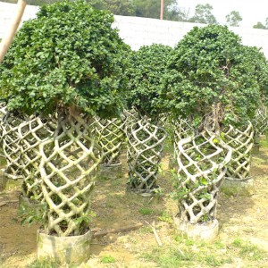 Ficus Cage Microcarpa bonsai outdoor plants