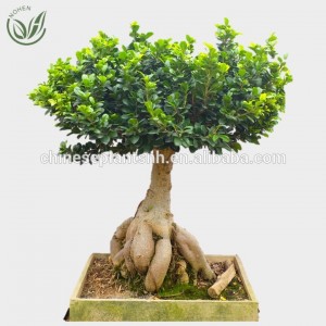 Grafted Ficus Ginseng Bonsai of bonsai trees live plant indoor plant