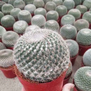 Cactus Ball for wholesales