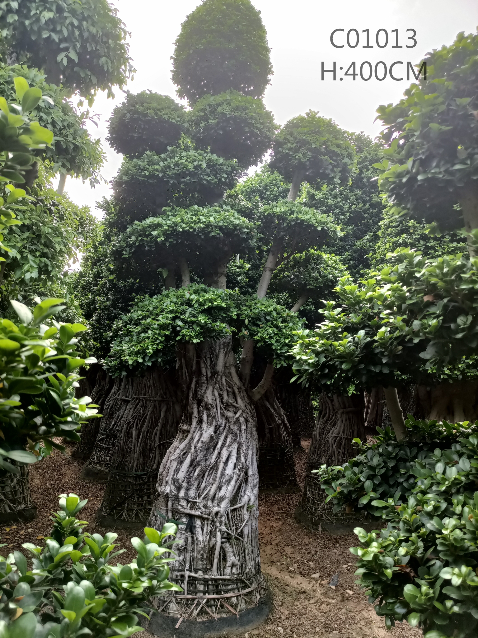 Ficus Air Root XL Size Hot Sale Ficus Bonsai Ficus Microcarpa H400-460cm -  Manufacturers and Suppliers | Nohen