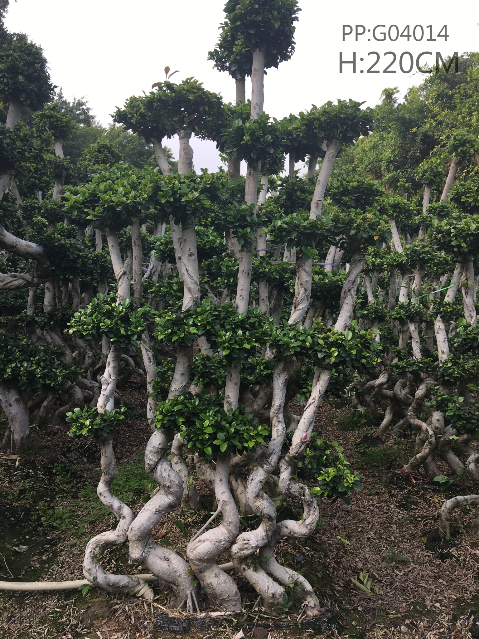China Direct Supply Ficus Microcarpa Ficus S Combination Ficus Tree ...