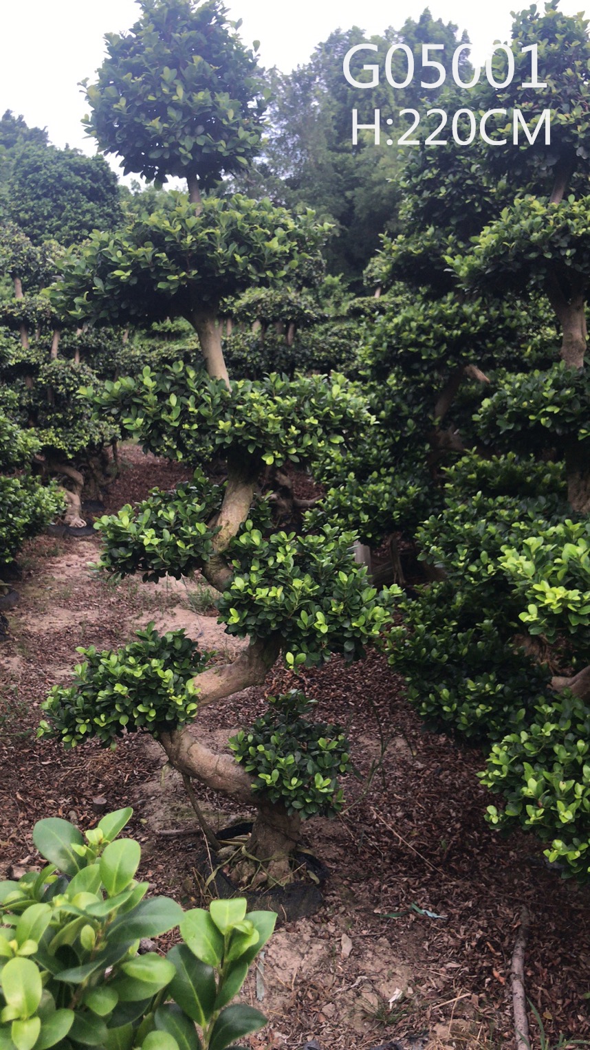 Ficus Microcarpa Ficus S Shape Middle Size Ficus Bonsai