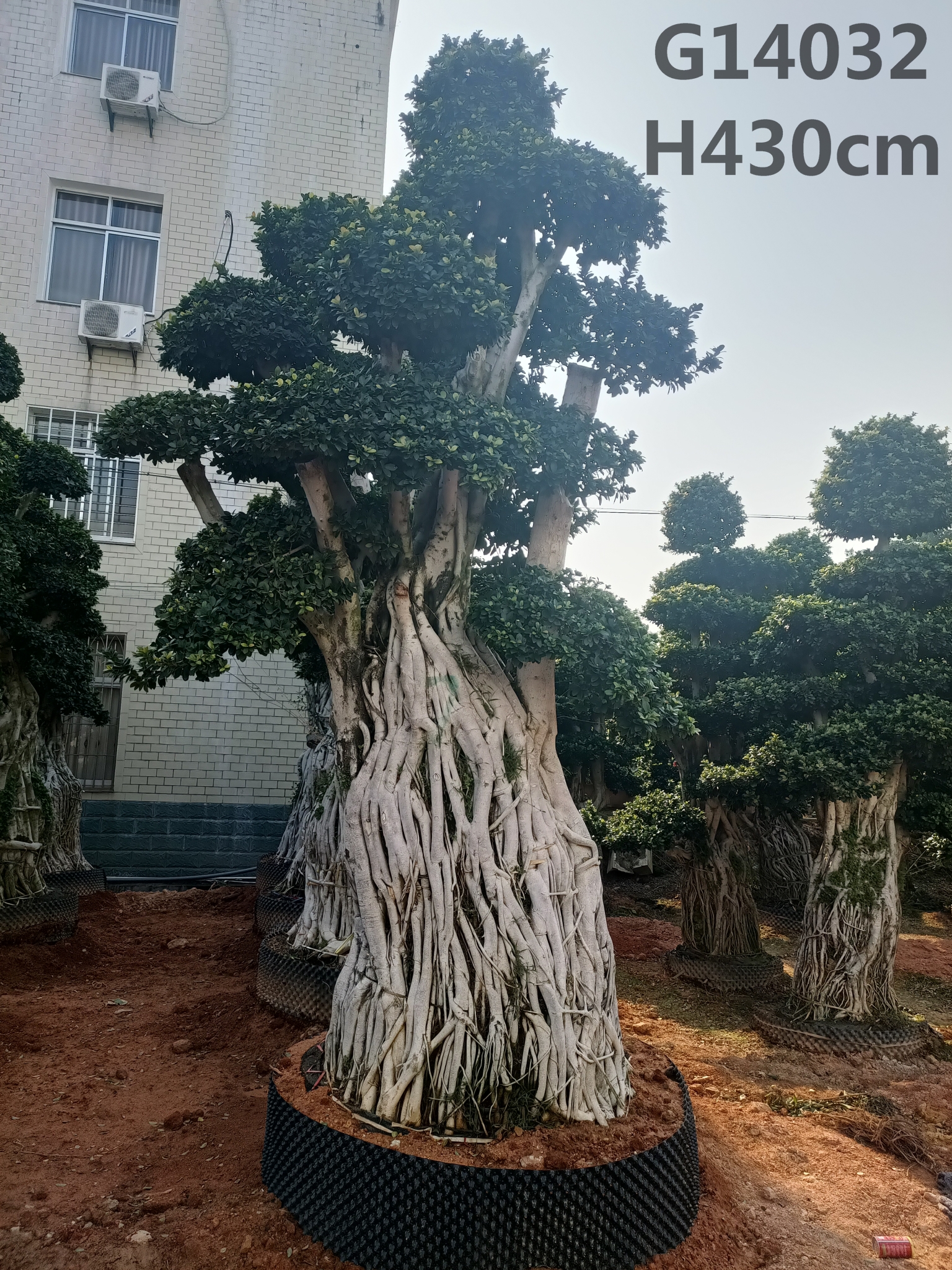 H500cm Ficus Microcarpa Ficus Bonsai Huge Bonsai Ficus Air Root -  Manufacturers and Suppliers | Nohen