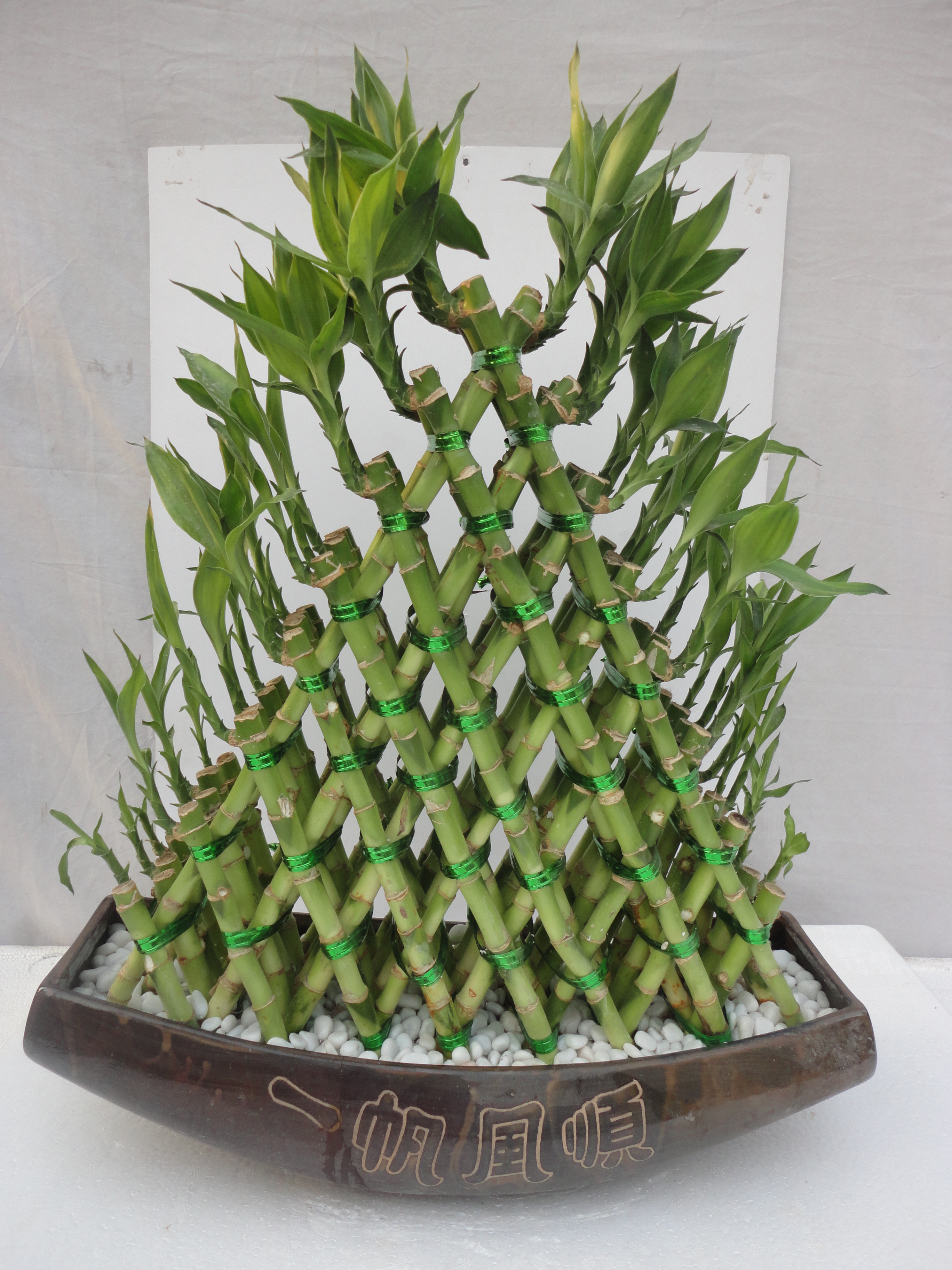 Indoor plant Pyramid shape Lucky Bamboo - Manufacturers and Suppliers |  Nohen