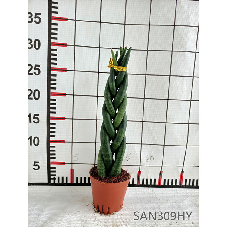 dracena yellow leaves Lemon Surprise Dracaena