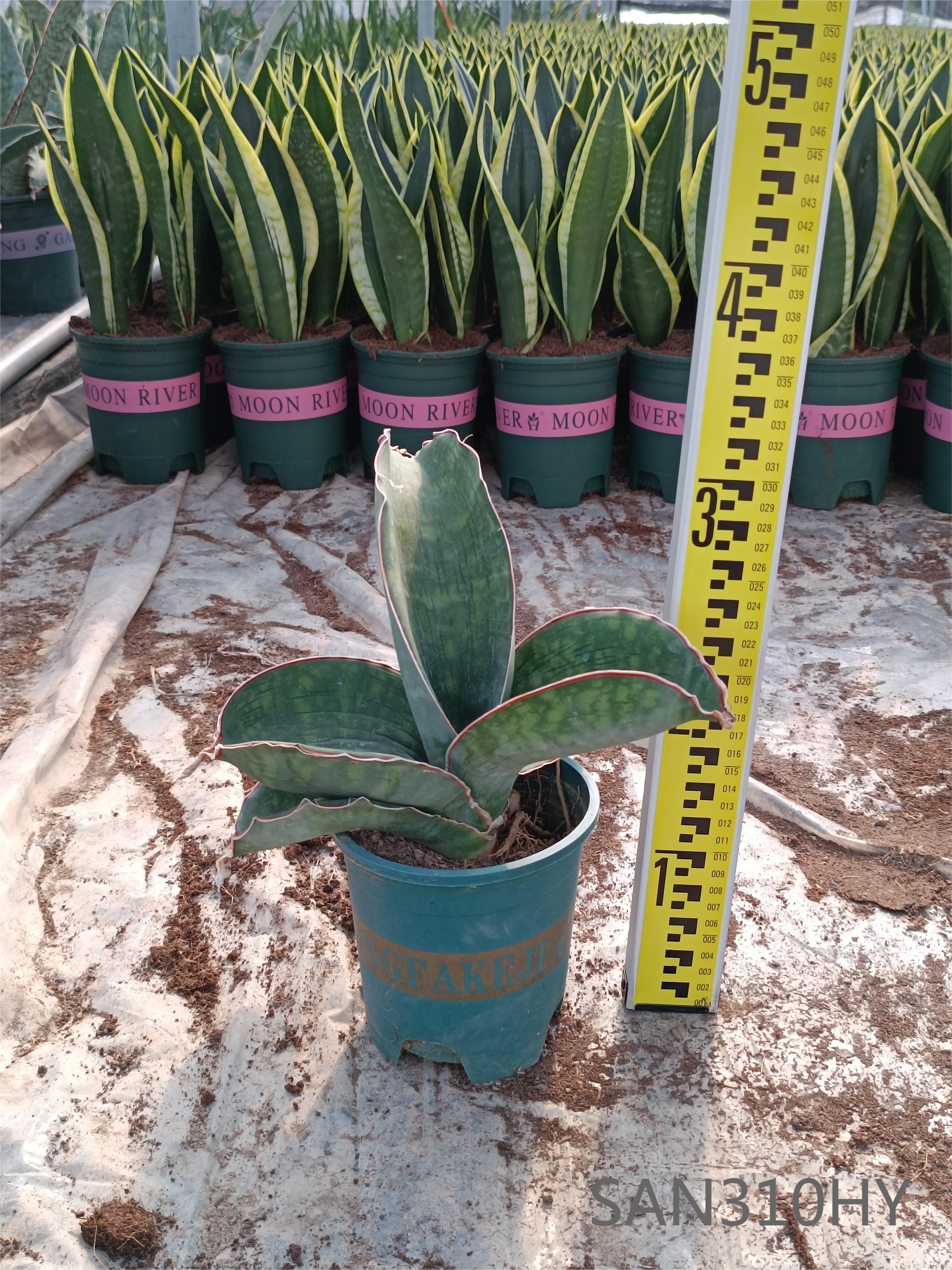 100% Original Sansevieria Pinguicula - Sansevieria sansiam
