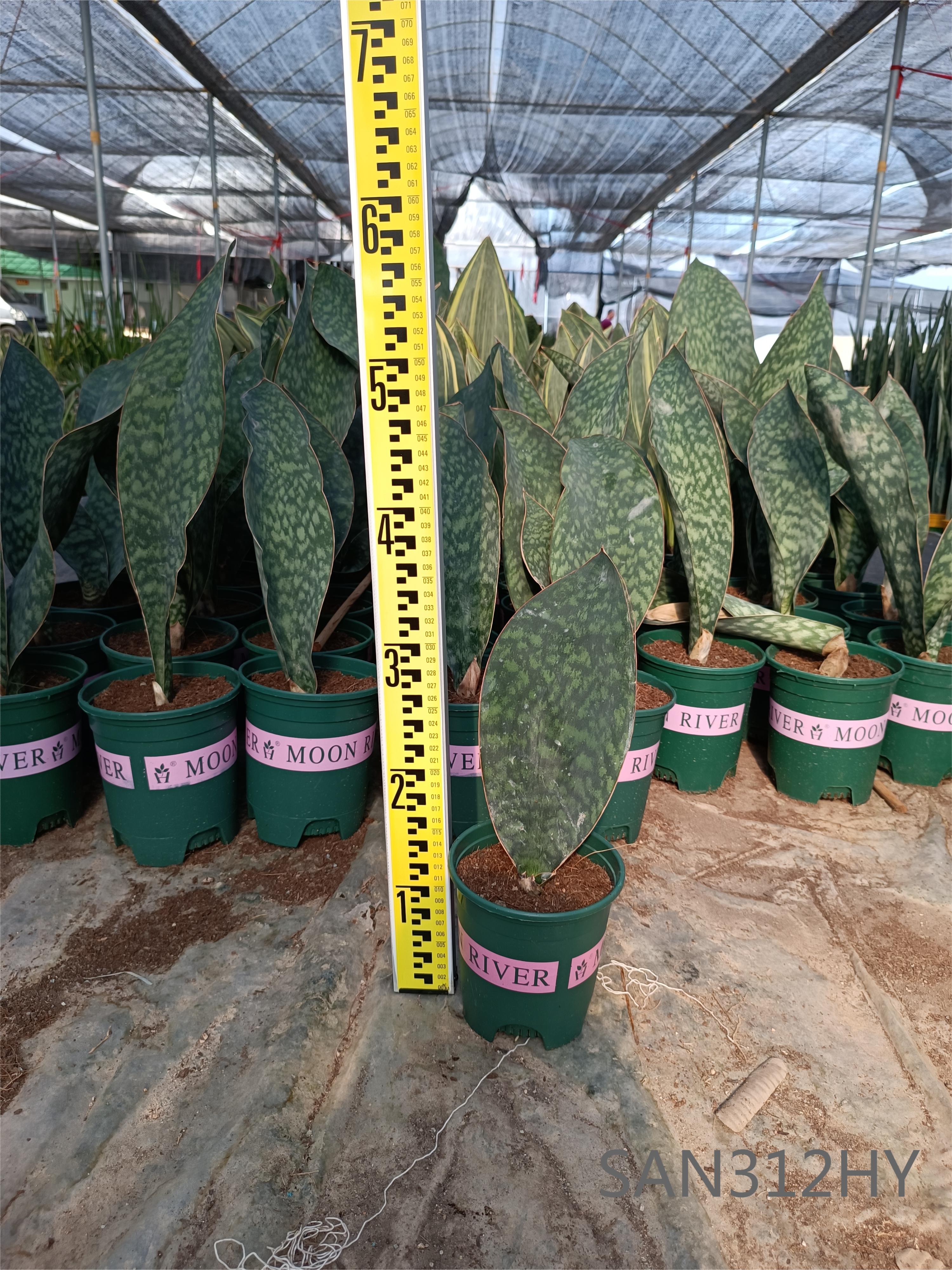 Hot-selling Sansevieria Velvet Touch - Sansevieria Trifasciata green mirror   Nohen - Manufacturers and Suppliers | Nohen