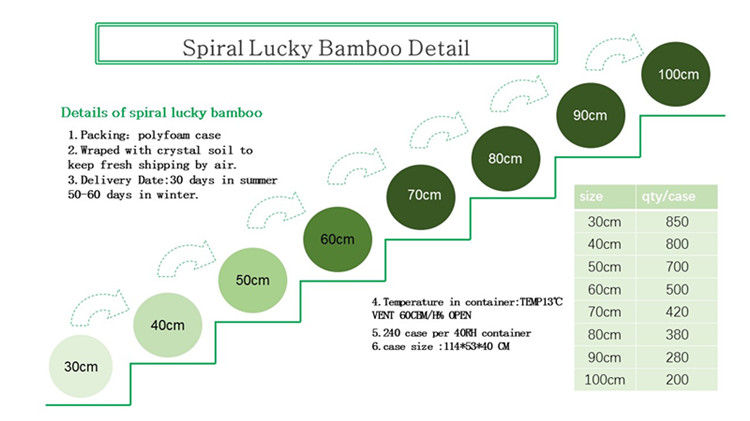 bambu xxurtjati spirali