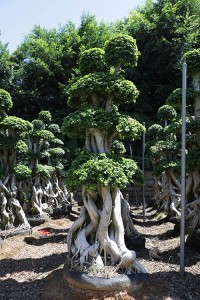 Foliage live plants strange shape ficus microcarpa bonsai
