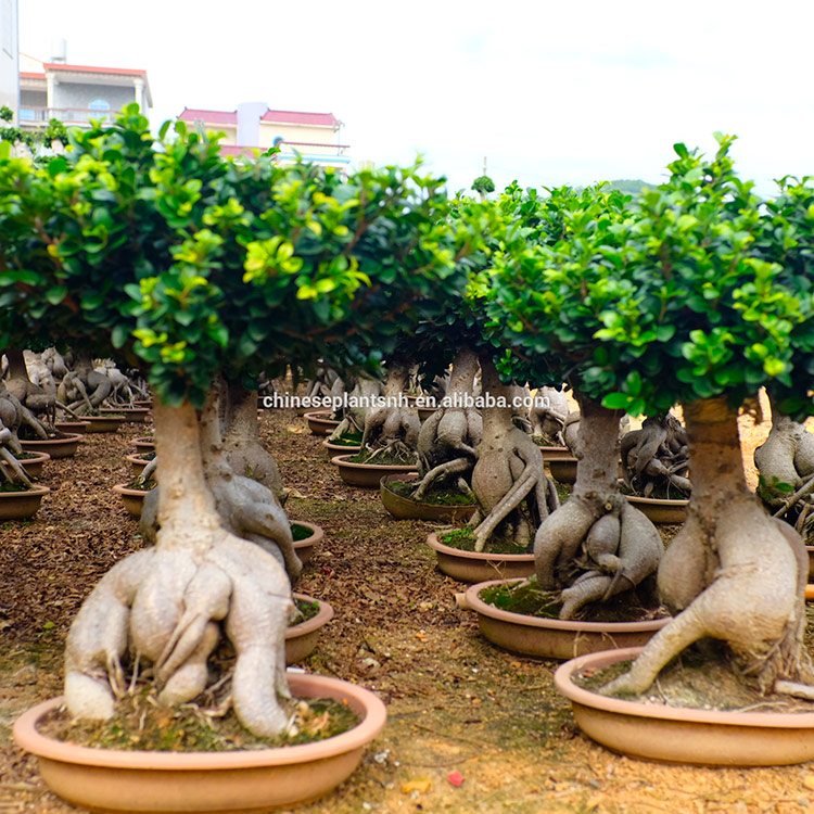 Brussel&39s Bonsai Live Gensing Grafted Ficus Indoor Tree 4 Years Old 6" 