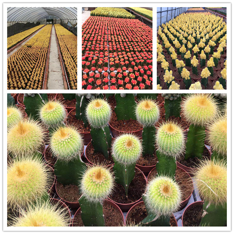 i-cactus nursery