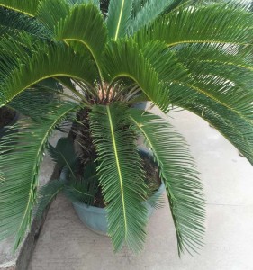 Cycas Landscaping Tree