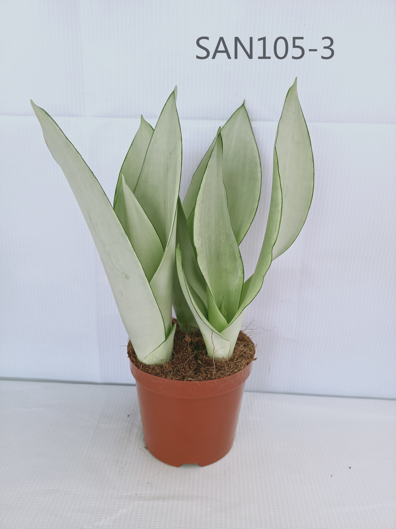 sansevieria metallica siam silver 3-5 FT Snake Plant 'Sayuri' – Dahing Plants main image 1