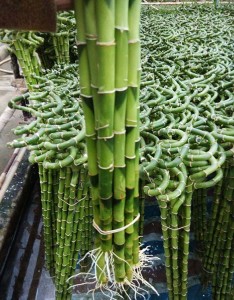 lucky bamboo, DRACAENA SANDERIANA, spiral, lotus, tower,pyramid, braid, aquatic feng shui plants nursery garden decoration