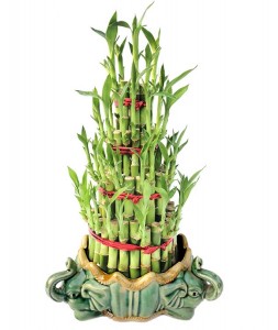 Tower shape Dracaena Sanderiana Lucky Bamboo Indoor plant