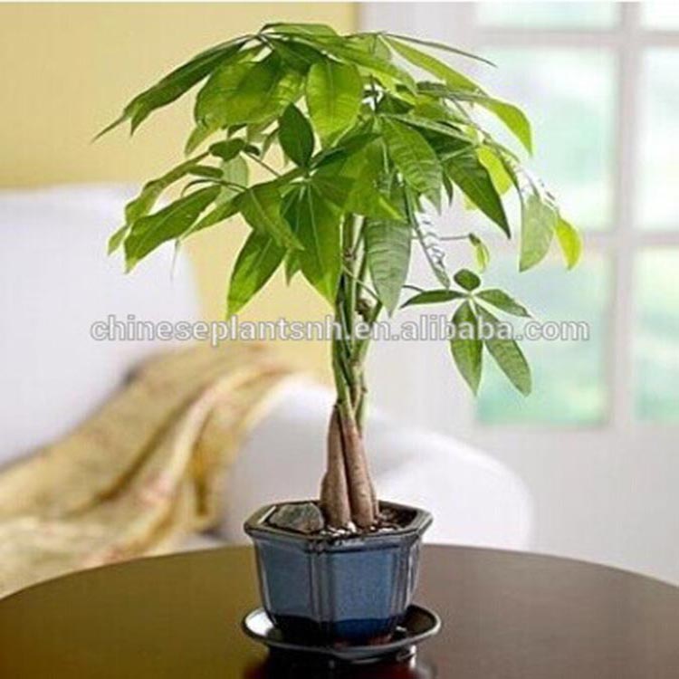 Money Trees Pachira for Sale Featured Image