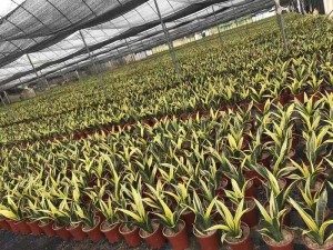 sansevieria for wholesale sansevieria plant sansevieria superb snake plant