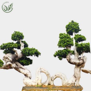 Dragon shape, Bonsai Ficus Microcarpa Tree, Live Plants, Outdoor Indoor, Ornamental Foliage,wholesale, nursery