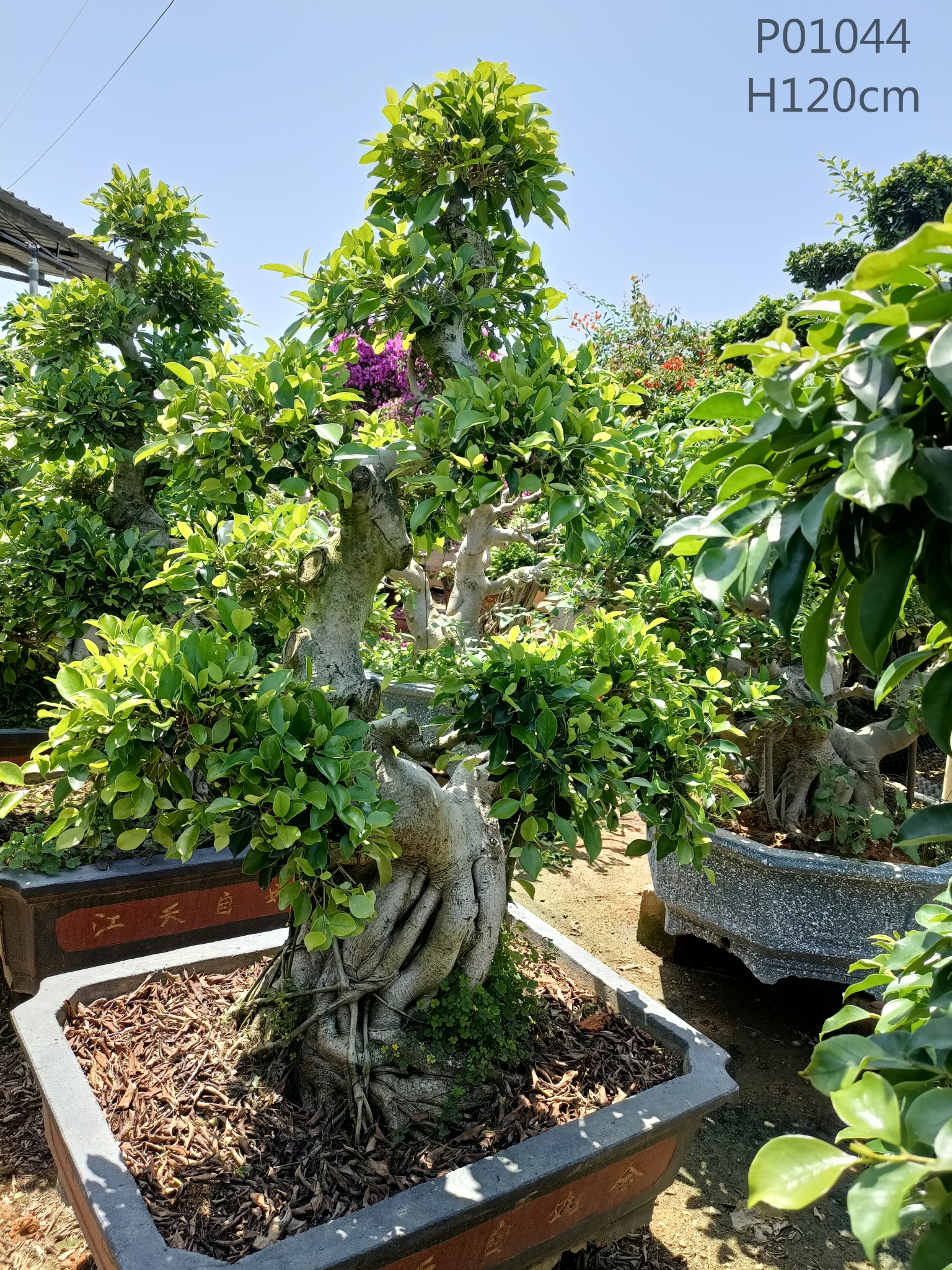Manufactur standard Ficus Microcarpa Ginseng Care - Ficus shima root   Nohen - Manufacturers and Suppliers | Nohen