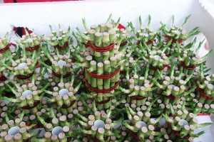 wholesale indoor mini oramental decoration drcaena lucky bamboo plant spiral straight tower lucky bamboo plants