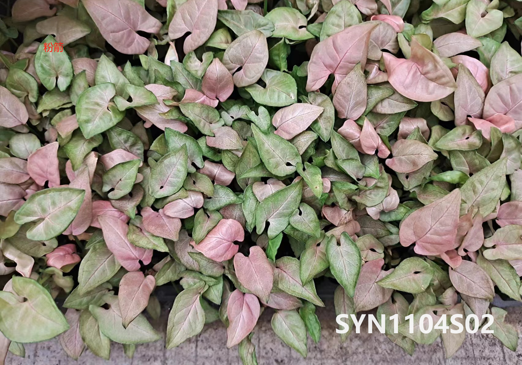 Beautiful indoor young plants Syngonium podophyllum Schott-Pink Arrow -  Manufacturers and Suppliers | Nohen
